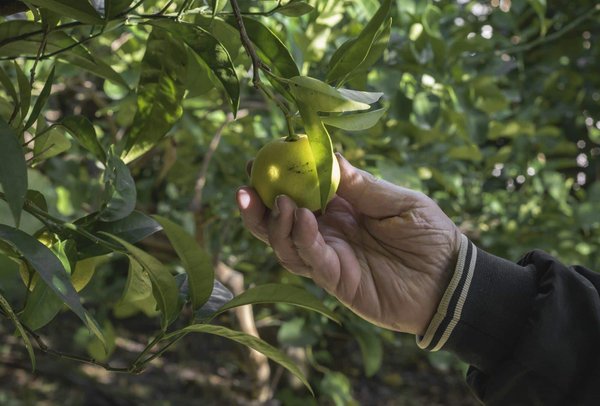 Can You Successfully Grow Citrus Trees in UK's Unpredictable Climate?