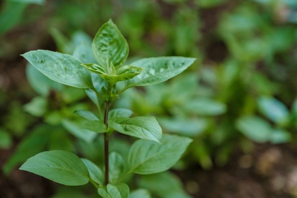 How can you achieve an eco-friendly kitchen remodel in a UK Edwardian terraced house?